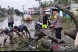 Pohon Tumbang di Pesisir Selatan Sempat Putuskan Akses Padang-Bengkulu