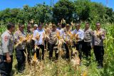 Polres Matim panen jagung serentak dukung ketahanan pangan nasional