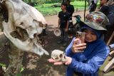Wisatwan memotret kerangka monyet saat mengikuti patroli hutan di dalam kawasan Taman Nasional Baluran, Situbondo, Jawa Timur, Rabu (26/2/2025). Balai TN Baluran meluncurkan Program Patroli With Rangger sebagai upaya memadukan upaya konservasi perlindungan dan Pariwisata minat khusus seperti fotografer, pengamat satwa, peneliti dan pecinta alam agar turut serta dalam mencegah perburuan liar dan memastikan ekosistem tetap seimbang. ANTARA Jatim/Budi Candra Setya/mas.