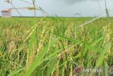 Kotim tunggu realisasi bantuan cetak sawah