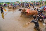 Dua peserta beradu cepat memacu sapi pada lomba karapan sapi brujul di Probolinggo, Jawa Timur, Minggu (2/2/2025). Tradisi karapan sapi brujul yang sudah ada sejak tahun 1950-an dan telah ditetapkan sebagai warisan budaya tak benda tersebut diikuti 30 peserta sebagai upaya melestarikan tradisi dan budaya di wilayah itu. Antara Jatim/Irfan Sumanjaya/um