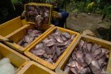 Pekerja memasukkan ikan gurami hasil panenan mereka ke boks berpendingin di salah satu sentra budidaya ikan gurami di Junjung, Tulunggaung, Jawa Timur, Sabtu (1/3/2025). Kendati permintaan memasuki Bulan Puasa ini meningkat, harga ikan gurami disebut masih tertahan di kisaran Rp23 ribu per kilogram, padahal sebelumnya sempat tembus Rp35 ribu-Rp40 rubu per kilogram. ANTARA Jatim/Destyan Sujarwoko/mas.
