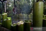 Pelaku usaha kuliner tradisional memasak lemang bambu  di Desa Lambaro Skep, Kecamatan Kuta Alam, Banda Aceh,  Aceh, Sabtu (1/3/2025). Menurut pelaku usaha kulinter tersebut, produksi lemang bambu pada hari pertama Ramadhan 1446 Hijriah mencapai 170 hingga 200 batang per hari  dengan harga penjualan kisaran  Rp30.000 hingga Rp60.000 per batang menurut ukuran dan besarnya lemang . ANTARA FOTO/Ampelsa