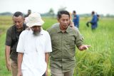 Bulog optimalkan serap gabah petani