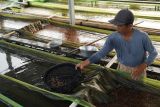 Perpres 6/2025 prioritaskan pembudidaya kecil penerima subsidi