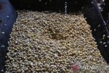 Perajin melakukan proses penggilingan kacang kedelai  untuk pembuatan tahu di pabrik Industri Kecil Menengah (IKM) Tahu Timbul Jaya, Banda Aceh, Aceh, Minggu (2/3/2025). Menurut pelaku usaha di daerah itu,  produksi tahu pada awal Ramadhan 1446 Hijriah meningkat drastis   dengan kebutuhan kacang kedelai mencapai satu ton per hari , sedangkan sebelum Ramadhan sebanyak  500 kilogram kacang kedelai per hari,  sementara harga penjualan tahu tetap normal sehubungan harga kacang kedelai impor  masih stabil yakni Rp.9.800 per kilogram. ANTARA FOTO/Ampelsa.