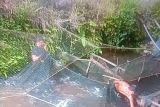 Capaian produksi ikan di Pasaman Barat 18.158 ton dalam dua bulan