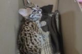 Karantina Lampung sita seekor kucing hutan tanpa sertifikat