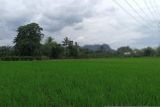 Sulsel targetkan cetak sawah baru seluas 583 hektare