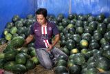 Pedagang grosir menyortir buah semangka yang baru datang sebelum dijual lagi di sentra gudang buah, Pasar Induk Gadang, Malang, Jawa Timur, Selasa (4/3/2025). Menurut pedagang setempat sejak awal bulan Ramadhan permintaan buah-buahan sebagai salah satu menu buka puasa mulai meningkat dibandingkan hari biasa. Antara Jatim/Ari Bowo Sucipto/um