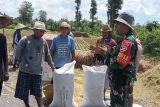 TNI kawal pembelian gabah petani di wilayah Lombok Tengah