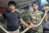 Usai banjir ular sanca dan biawak muncul cari tempat hangat