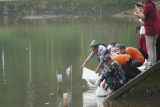 Pulihkan sumber daya ikan, Bupati Gunungkidul tebar benih ikan di Telaga Kepleng Ponjong