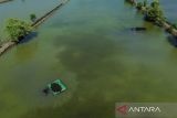 Foto udara pekerja memanen rumput laut jenis Glacilaria Sp di areal tambak desa Pabean udik, Indramayu, Jawa Barat, Kamis (6/3/2025). Kementerian Kelautan dan Perikanan (KKP) memfokuskan komoditas rumput laut sebagai komoditas unggulan dengan proyeksi permintaan rumput laut di dunia pada tahun 2029 mencapai 40-43 juta ton. ANTARA FOTO/Dedhez Anggara/agr