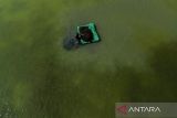 Foto udara pekerja memanen rumput laut jenis Glacilaria Sp di areal tambak desa Pabean udik, Indramayu, Jawa Barat, Kamis (6/3/2025). Kementerian Kelautan dan Perikanan (KKP) memfokuskan komoditas rumput laut sebagai komoditas unggulan dengan proyeksi permintaan rumput laut di dunia pada tahun 2029 mencapai 40-43 juta ton. ANTARA FOTO/Dedhez Anggara/agr