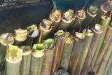 Jejeran lemang yang dimasak dalam bambu menggunakan bara api kayu di Jalan Selamat 1, Pontianak, Kalimantan Barat, Rabu (5/3/2025). Lemang yang terbuat dari beras ketan dan santan yang dibakar dalam bambu tersebut dijual seharga Rp35 ribu hingga Rp40 ribu per batang serta disajikan untuk hidangan berbuka puasa.ANTARA/Ho-Taras/Jhw