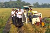 Bupati Kudus dukung Bulog serap  10.000 ton beras petani