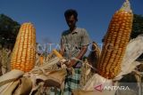 BPS: Produksi jagung di Sulut naik 35,79 persen