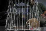 Seekor kukang jawa (Nycticebus javanicus) hasil evakuasi dari permukiman warga berada di dalam kandang saat ditunjukkan di kantor Balai Besar Konservasi Sumber Daya Alam (BBKSDA) Jawa Barat Seksi Konservasi Wilayah I, Kota Serang, Banten, Sabtu (8/3/2025). BBKSDA Jawa Barat Seksi Konservasi Wilayah I mengevakuasi seekor kukang jawa yang merupakan primata berstatus sangat terancam punah (Critically Endangered) berjenis kelamin jantan berumur satu tahun dengan berat 580 gram dan panjang 23 centimeter yang kemudian akan direhabilitasi sebelum dilepasliarkan ke kawasan Cagar Alam Gunung Tukung Gede, Kabupaten Serang. ANTARA FOTO/Angga Budhiyanto/gp
