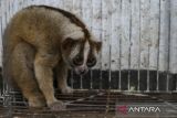 Seekor kukang jawa (Nycticebus javanicus) hasil evakuasi dari permukiman warga berada di dalam kandang saat ditunjukkan di kantor Balai Besar Konservasi Sumber Daya Alam (BBKSDA) Jawa Barat Seksi Konservasi Wilayah I, Kota Serang, Banten, Sabtu (8/3/2025). BBKSDA Jawa Barat Seksi Konservasi Wilayah I mengevakuasi seekor kukang jawa yang merupakan primata berstatus sangat terancam punah (Critically Endangered) berjenis kelamin jantan berumur satu tahun dengan berat 580 gram dan panjang 23 centimeter yang kemudian akan direhabilitasi sebelum dilepasliarkan ke kawasan Cagar Alam Gunung Tukung Gede, Kabupaten Serang. ANTARA FOTO/Angga Budhiyanto/gp