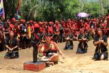 Sejumlah warga Dayak dari Pasukan Merah Tariu Borneo Bangkule Rajakng (TBBR) menari dalam HUT Keramat Patih Patinggi TBBR yang dihadiri Menteri HAM Natalius Pigai di Desa Sepang, Kecamatan Toho, Kabupaten Mempawah, Kalimantan Barat, Sabtu (8/3/2025). Kementerian HAM menggandeng lima ribu anggota Pasukan Merah TBBR sebagai Sahabat HAM untuk turut berperan dalam menyebarluaskan kesadaran mengenai pentingnya HAM dalam masyarakat di wilayah setempat. ANTARA FOTO/Jessica Wuysang/rwa. 