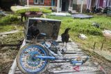Dua ekor ayam berdiri di atas perabotan rumah yang rusak terdampak banjir luapan sungai Cinangka di Cikaobandung, Purwakarta, Jawa Barat, Senin (10/3/2025). Badan Nasional Penanggulangan Bencana (BNPB) menyebutkan satu unit rumah rusak ringan dan sebanyak 156 keluarga terdampak banjir luapan pascajebolnya tanggul Sungai Cinangka saat intensitas curah hujan tinggi sejak Sabtu (8/3) malam. ANTARA FOTO/Novrian Arbi/agr
