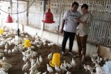 Dosen Fakultas Peternakan Universitas Brawijaya Danung Nur Adli (kanan) menjelaskan cara penggunaan alat pemantau suhu kandang ayam berbasis teknologi Internet Of Things (IOT) yang dikembangkannya di Malang, Jawa Timur, Selasa (11/3/2025). Alat yang diberi nama (Layanan Teknologi Real Time Untuk Ayam) Lentera tersebut menggunakan teknologi sensor mikrokontroler serta mampu mengirimkan data berupa grafik suhu dan kelembaban kandang ayam dalam rentang waktu dua menit melalui gawai sehingga peternak bisa segera mengambil tindakan untuk menekan angka kematian ayam yang diakibatkan perbedaan suhu saat cuaca ekstrim. Antara Jatim/Ari Bowo Sucipto/um