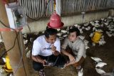 Dosen Fakultas Peternakan Universitas Brawijaya Danung Nur Adli (kanan) menjelaskan cara penggunaan alat pemantau suhu kandang ayam berbasis teknologi Internet Of Things (IOT) yang dikembangkannya di Malang, Jawa Timur, Selasa (11/3/2025). Alat yang diberi nama (Layanan Teknologi Real Time Untuk Ayam) Lentera tersebut menggunakan teknologi sensor mikrokontroler serta mampu mengirimkan data berupa grafik suhu dan kelembaban kandang ayam dalam rentang waktu dua menit melalui gawai sehingga peternak bisa segera mengambil tindakan untuk menekan angka kematian ayam yang diakibatkan perbedaan suhu saat cuaca ekstrim. Antara Jatim/Ari Bowo Sucipto/um