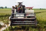 Bulog Pati  serap 1.040 ton gabah dan beras petani Jepara