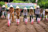 Polres Pemalang lakukan tanam jagung sistem tumpangsari 2,7 hektare