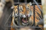 Seekor harimau sumatera (Panthera tigris sumatrae) terperangkap di kandang jebak di hutan Nagari Tigo Balai, Matur, Agam, Sumatera Barat, Rabu (12/3/2025). BKSDA Sumbar bersama Tim Patroli Anak Nagari (Pagari) Baringin dan pihak terkait mengevakuasi harimau sumatera yang masuk ke kandang jebak karena memangsa ternak warga itu kemudian dibawa ke lokasi rehabilitasi untuk observasi. ANTARA FOTO/Iggoy el Fitra/Spt.