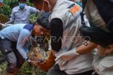 Dokter hewan dan tim gabungan mengevakuasi seekor harimau sumatera (Panthera tigris sumatrae) yang telah dibius di hutan Nagari Tigo Balai, Matur, Agam, Sumatera Barat, Rabu (12/3/2025). BKSDA Sumbar bersama Tim Patroli Anak Nagari (Pagari) Baringin dan pihak terkait mengevakuasi harimau sumatera yang masuk ke kandang jebak karena memangsa ternak warga itu kemudian dibawa ke lokasi rehabilitasi untuk observasi. ANTARA FOTO/Iggoy el Fitra/Spt.