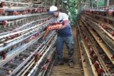 Peternak memanen telur ayam ras di peternakan ayam petelur di Wonokoyo, Malang, Jawa Timur, Kamis (13/3/2025). Berdasarkan proyeksi neraca pangan 2025 yang diolah oleh Badan Pangan Nasional (Bapanas), produksi telur ayam ras mencapai 6,4 juta ton sementara kebutuhan telur bulanan sekitar 518 ribu ton sehingga diperkirakan akan kembali mengalami surplus. Antara Jatim/Ari Bowo Sucipto/um
