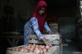 Peternak menimbang telur ayam ras di peternakan ayam petelur di Wonokoyo, Malang, Jawa Timur, Kamis (13/3/2025). Berdasarkan proyeksi neraca pangan 2025 yang diolah oleh Badan Pangan Nasional (Bapanas), produksi telur ayam ras mencapai 6,4 juta ton sementara kebutuhan telur bulanan sekitar 518 ribu ton sehingga diperkirakan akan kembali mengalami surplus. Antara Jatim/Ari Bowo Sucipto/um