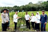 DKPP Barut optimalkan Program P2L untuk stabilkan harga cabai rawit