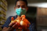 Peternak menunjukkan DOD bebek hibrida yang baru menetas di sentra budidaya bebek hibrida Desa Sukorejo, Tulungagung, Jawa Timur, Rabu (19/3/2025). DOD bebek hibrida dengan harga jual Rp8500 per ekor itu kini lebih diminati peternak karena perawatan lebih mudah, murah dan hasilnya optimal dengan rentang masa penggemukan 40 hari sejak ditetaskan.  ANTARA Jatim/Destyan Sujarwoko/mas.