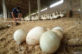 Peternak mengambil telur bebek di kandang sentra budidaya bebek hibrida Desa Sukorejo, Tulungagung, Jawa Timur, Rabu (19/3/2025). Ratusan telur bebek itu dikumpulkan lalu disortir dan konidisnya bagus dimasukkan ke mesin penetas (incubator) selama kurang lebih enam hari hingga menghasilkan DOD bebek hibrida dengan nilai jual Rp8500 per ekor. ANTARA Jatim/Destyan Sujarwoko/mas.