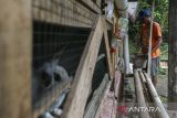 Petani mengumpulkan urin kelinci untuk diolah menjadi pupuk organik cair di Desa Mekar Baru, Petir, Kabupaten Serang, Banten, Rabu (19/3/2025). Pupuk organik dari urin kelinci tersebut diolah dengan cara difermentasi menggunakan campuran effective microorganism 4 (EM4) dan molase atau tetes tebu sehingga menghasilkan cairan yang dapat digunakan sebagai pupuk tanaman yang dijual dengan harga Rp50 ribu per dua liter. ANTARA FOTO/Angga Budhiyanto/gp