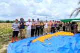 Bulog Kotim targetkan serap 500 ton jagung