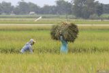 Buruh tani memanen padi di area persawahan Desa Gampengrejo, Kabupaten Kediri, Jawa Timur, Rabu (19/3/2025). Penyerapan Gabah Kering Panen (GKP) oleh Perum Bulog Kantor Cabang Kediri terus dilakukan meskipun pada Maret 2025 telah melebihi target yang ditentukan yakni sebesar 16.368.741 kilogram atau 137,21 persen dari target dengan rincian Kabupaten dan Kota Kediri sebesar 7.496.815 kilogram atau 126,42 persen dan Kabupaten Nganjuk sebesar 8.871.926 kilogram atau 147,87 persen dari target. ANTARA Jatim/Prasetia Fauzani/mas.