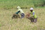 Buruh tani memanen padi di area persawahan Desa Gampengrejo, Kabupaten Kediri, Jawa Timur, Rabu (19/3/2025). Penyerapan Gabah Kering Panen (GKP) oleh Perum Bulog Kantor Cabang Kediri terus dilakukan meskipun pada Maret 2025 telah melebihi target yang ditentukan yakni sebesar 16.368.741 kilogram atau 137,21 persen dari target dengan rincian Kabupaten dan Kota Kediri sebesar 7.496.815 kilogram atau 126,42 persen dan Kabupaten Nganjuk sebesar 8.871.926 kilogram atau 147,87 persen dari target. ANTARA Jatim/Prasetia Fauzani/mas.