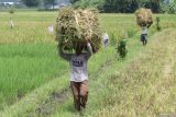 Buruh tani memanen padi di area persawahan Desa Gampengrejo, Kabupaten Kediri, Jawa Timur, Rabu (19/3/2025). Penyerapan Gabah Kering Panen (GKP) oleh Perum Bulog Kantor Cabang Kediri terus dilakukan meskipun pada Maret 2025 telah melebihi target yang ditentukan yakni sebesar 16.368.741 kilogram atau 137,21 persen dari target dengan rincian Kabupaten dan Kota Kediri sebesar 7.496.815 kilogram atau 126,42 persen dan Kabupaten Nganjuk sebesar 8.871.926 kilogram atau 147,87 persen dari target. ANTARA Jatim/Prasetia Fauzani/mas.