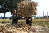 Prajurit TNI AU bersama anggota kelompok petani binaan mengangkut buah padi saat  panen di lahan ketahanan pangan Lanud Sultan Iskanda Muda, Blang Bintang, kabupaten Aceh Besar, Aceh, Rabu (19/3/2025). Panen padi di lahan seluas enam hektare milik  Lanud Sultan Iskandar Muda dengan target pencapaian produksi gabah kering panen GKP)  sebanyak 6 ton per hektare itu dalam upaya mendukung program ketahanan pangan nasional. ANTARA FOTO/Ampelsa.