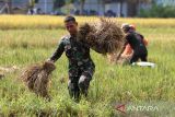 Prajurit TNI AU bersama anggota kelompok petani binaan mengangkut buah padi saat  panen di lahan ketahanan pangan Lanud Sultan Iskanda Muda, Blang Bintang, kabupaten Aceh Besar, Aceh, Rabu (19/3/2025). Panen padi di lahan seluas enam hektare milik  Lanud Sultan Iskandar Muda dengan target pencapaian produksi gabah kering panen GKP)  sebanyak 6 ton per hektare itu dalam upaya mendukung program ketahanan pangan nasional. ANTARA FOTO/Ampelsa.