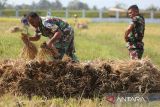 Prajurit TNI AU mengumpulkan buah padi  saat  berlangsung panen di lahan ketahanan pangan Lanud Sultan Iskanda Muda, Blang Bintang, kabupaten Aceh Besar, Aceh, Rabu (19/3/2025). Panen padi di lahan seluas enam hektare milik  Lanud Sultan Iskandar Muda dengan target pencapaian produksi gabah kering panen GKP)  sebanyak 6 ton per hektare itu dalam upaya mendukung program ketahanan pangan nasional. ANTARA FOTO/Ampelsa.