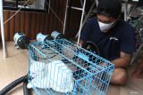 Pekerja mengeringkan bulu seekor kucing yang dititipkan di rumah penyedia jasa layanan hotel kucing Dr. Meoww, Malang, Jawa Timur, Rabu (26/3/2025). Menurut pelaku usaha, menjelang lebaran permintaan jasa layanan hotel kucing yakni meliputi penitipan, perawatan kesehatan bulu dan kuku tersebut melonjak dari 30 ekor per hari menjadi 140 ekor per hari dengan tarif Rp30 ribu hingga Rp90 ribu per ekor menurut jenis layanan. ANTARA Jatim/Ari Bowo Sucipto/mas.