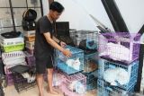 Pekerja memandikan seekor kucing yang dititipkan di rumah penyedia jasa layanan hotel kucing Dr. Meoww, Malang, Jawa Timur, Rabu (26/3/2025). Menurut pelaku usaha, menjelang lebaran permintaan jasa layanan hotel kucing yakni meliputi penitipan, perawatan kesehatan bulu dan kuku tersebut melonjak dari 30 ekor per hari menjadi 140 ekor per hari dengan tarif Rp30 ribu hingga Rp90 ribu per ekor menurut jenis layanan. ANTARA Jatim/Ari Bowo Sucipto/mas.