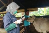 Kementan pastikan pengendalian PMK optimal meski libur