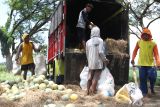 Buruh tani mengangkut melon hasil panen di Dawu, Ngawi, Jawa Timur, Kamis (3/4/2025). Petani setempat memanen melon miliknya seminggu lebih awal dari usia panen untuk mengejar keuntungan dari harga melon di pasaran yang relatif masih tinggi yakni berkisar Rp15 ribu per kilogram. Antara Jatim/Ari Bowo Sucipto/um