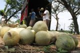 Buruh tani menyortir melon hasil panen di Dawu, Ngawi, Jawa Timur, Kamis (3/4/2025). Petani setempat memanen melon miliknya seminggu lebih awal dari usia panen untuk mengejar keuntungan dari harga melon di pasaran yang relatif masih tinggi yakni berkisar Rp15 ribu per kilogram. Antara Jatim/Ari Bowo Sucipto/um